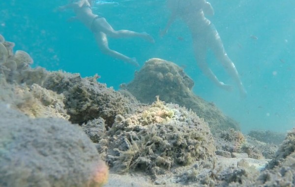 elaphite islands diving