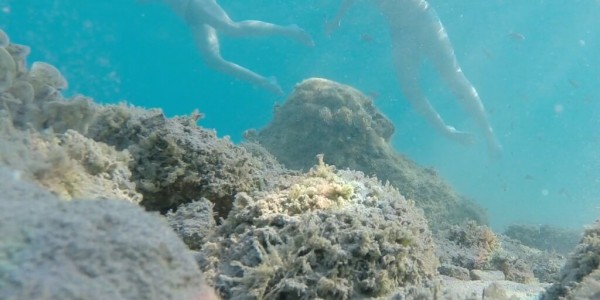 elaphite islands diving